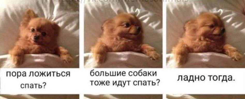 пора ложиться большие собаки ладно тогда. спать? тоже идут спать?