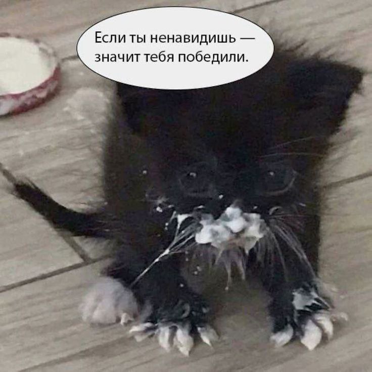 Если ты ненавидишь значит тебя победили.