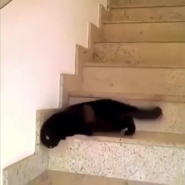 Вкотился