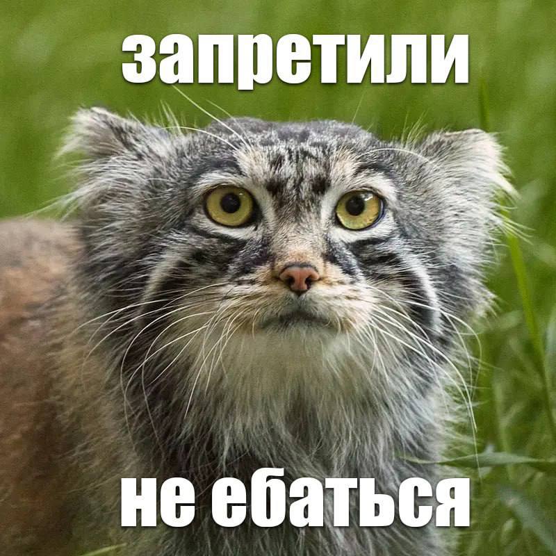 запретили у и; К не ебаться