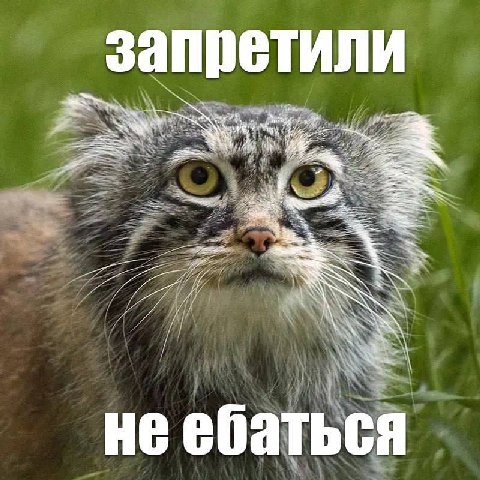 запретили у и; К не ебаться