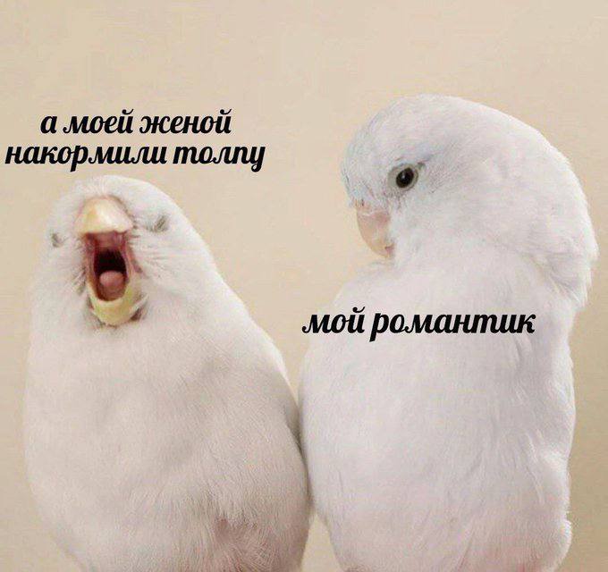 женой накормили толпу 9 ‚мой романтик