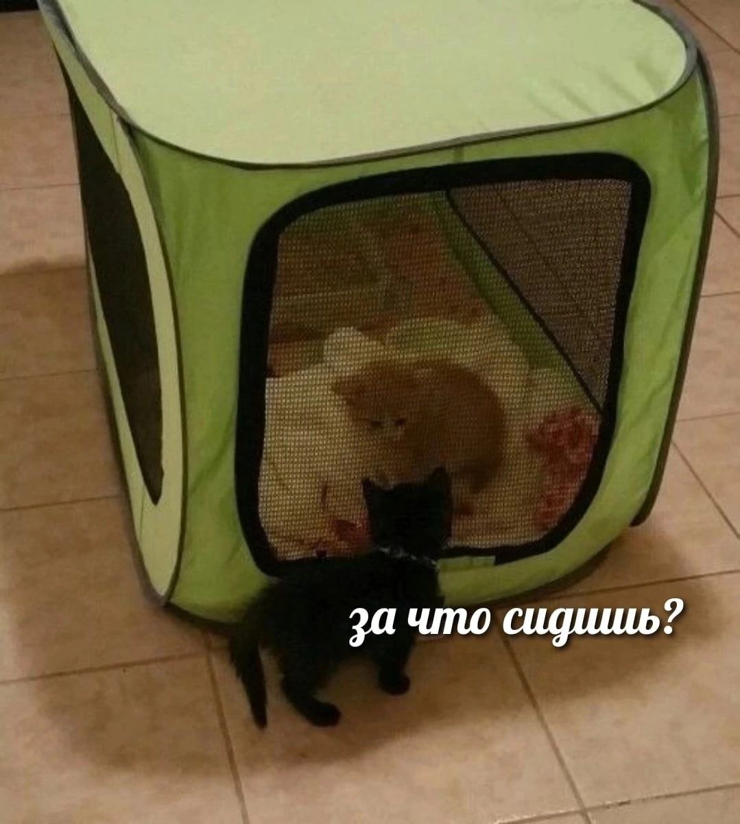 за что сидишь?