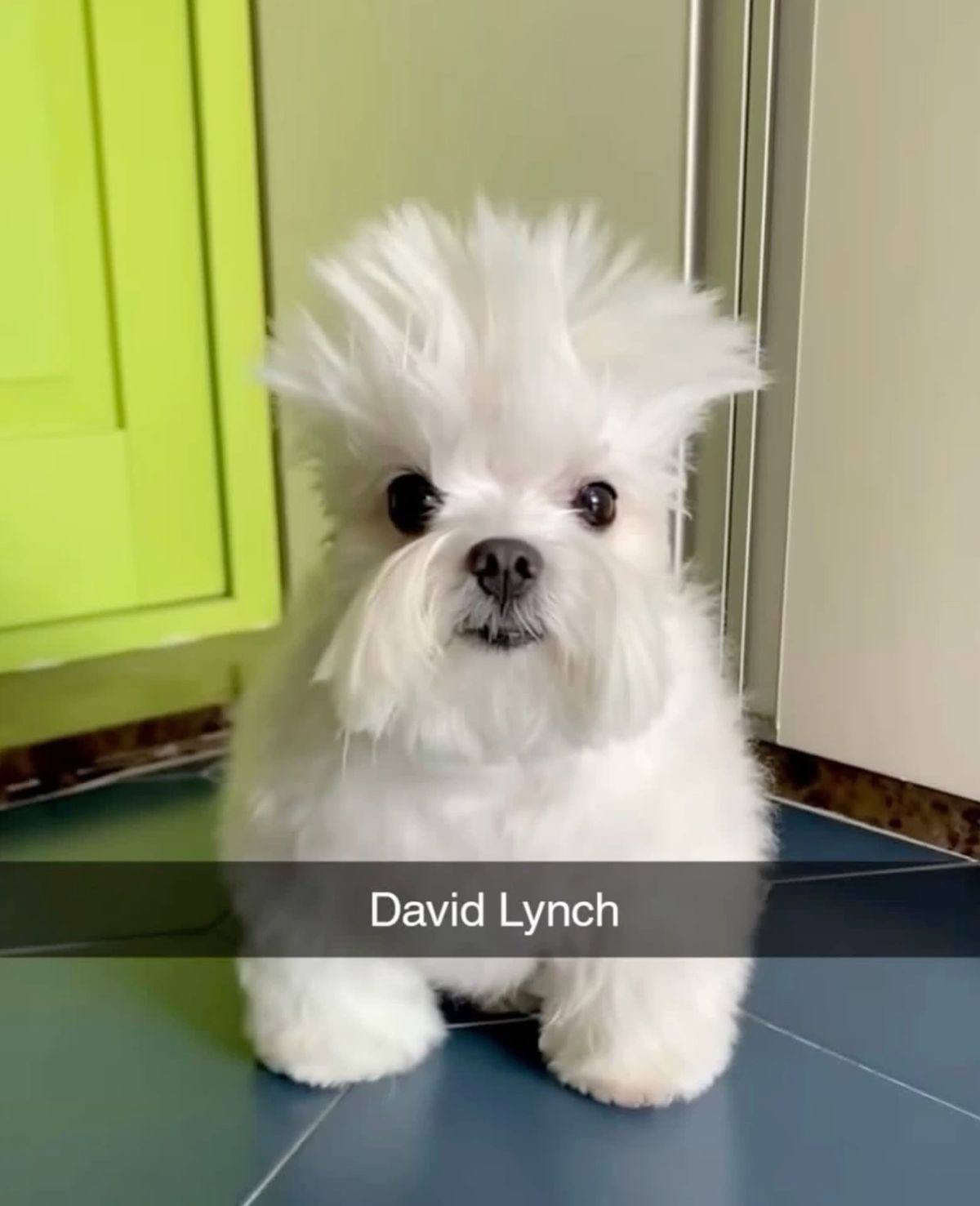David Lynch
