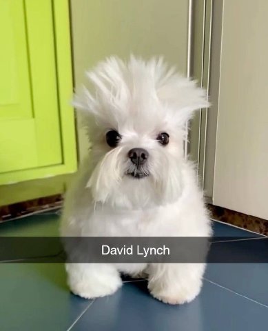 David Lynch