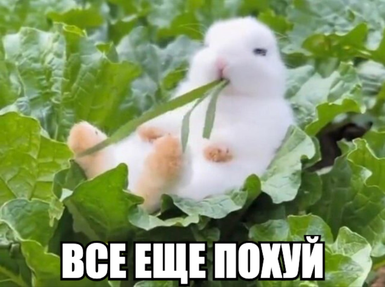 ультимативный пак «зверюшкам похуй» часть №2