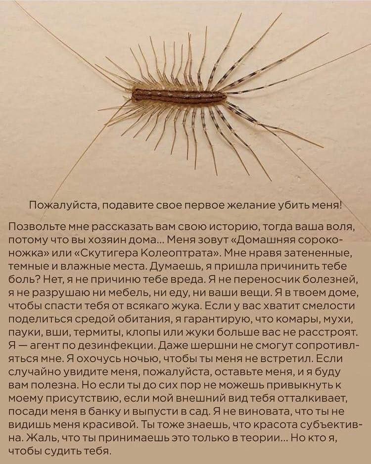 Пожалуйста, подавите свое nepBoe убить Позвольте мне рассказать вам свою историю, тогда ваша воля, потому что вы хозяин дома... Меня зовут «Домашняя сороко- ножка» или «Скутигера Колеоптрата». Мне нра