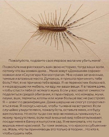 Пожалуйста, подавите свое nepBoe убить Позвольте мне рассказать вам свою историю, тогда ваша воля, потому что вы хозяин дома... Меня зовут «Домашняя сороко- ножка» или «Скутигера Колеоптрата». Мне нра