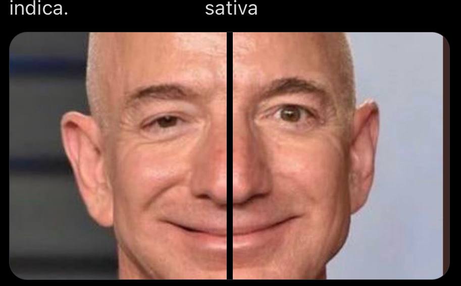 Sativa