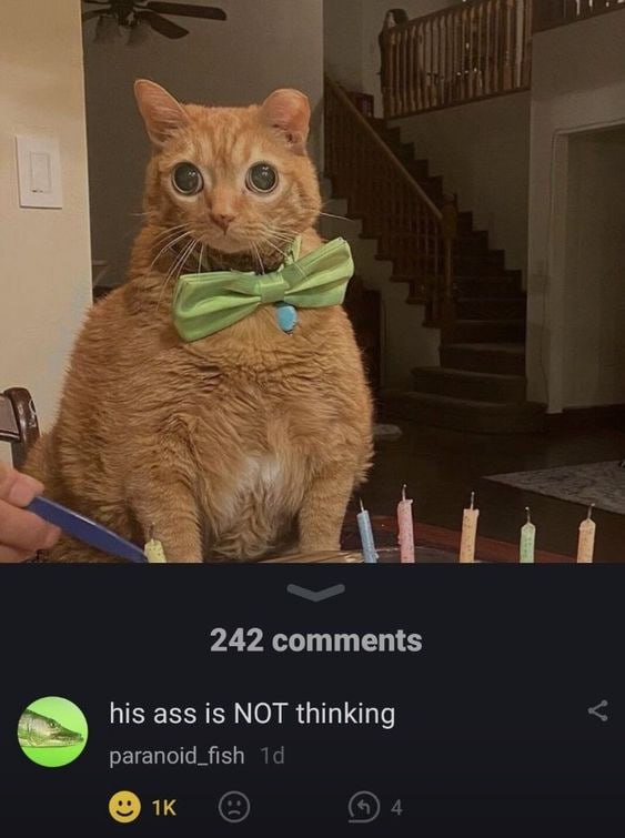 242 comments his ass is NOT thinking paranoid_fish 4
