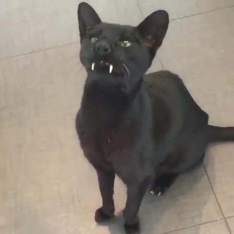 мем