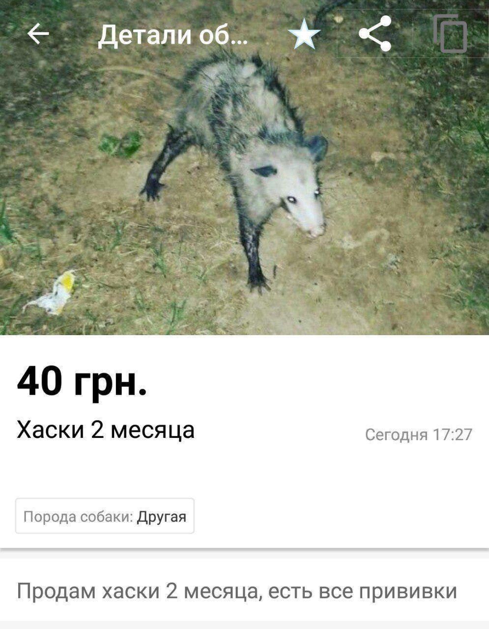 Детали 40 грн. Хаски 2 месяца Сегодня 17:27 Порода собаки: Другая Продам хаски 2 месяца, есть все прививки