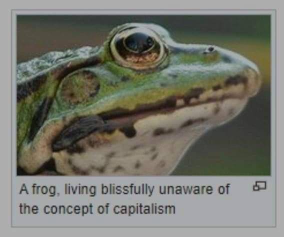 A frog, blissfully unaware of 5 the concept of capitalism