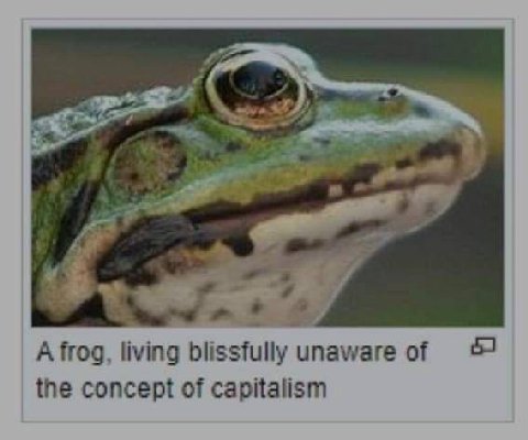 A frog, blissfully unaware of 5 the concept of capitalism