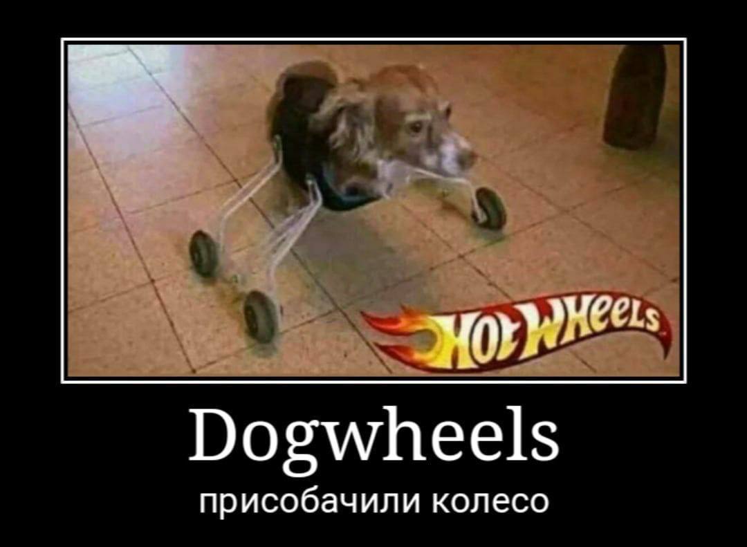 Dogwheels присобачили колесо