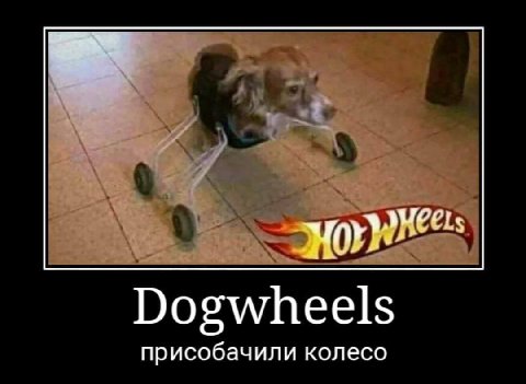Dogwheels присобачили колесо