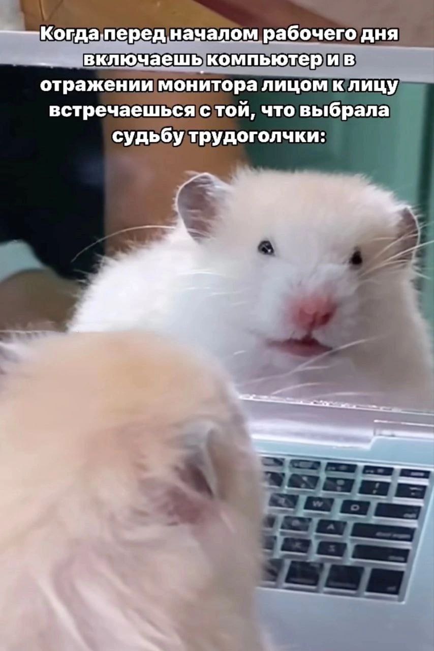 началом рабочего дня включаешь компьютерив отражении монитора лицом к лицу встречаешься с той, что выбрала судьбу трудоголчки:
