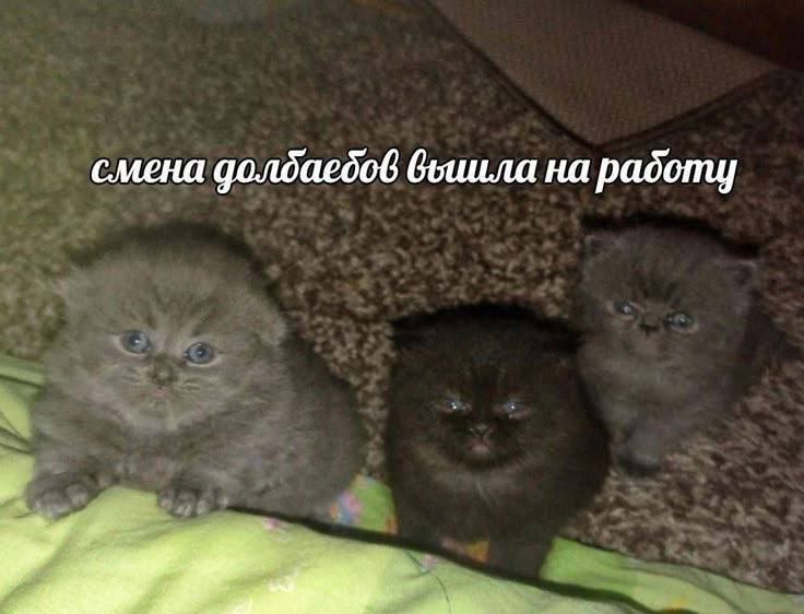 смена долдаедов вышла на padomy