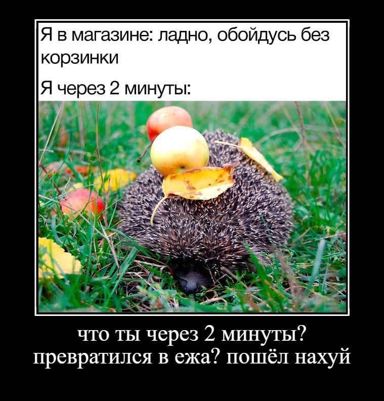 Я в магазине: ладно, обойдусь без корзинки Я через 2 минуты: 44 А что ты через 2 минуты? превратился в ежа? пошёл нахуй