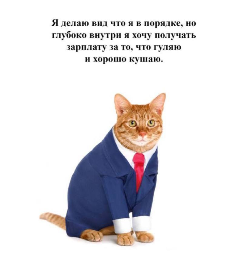 Я делаю вид что я в порядке, но глубоко внутри я хочу получать зарплату за то, что гуляю и хорошо кушаю.
