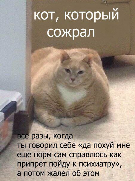 кот, который сожрал разы, когда говорил себе «да похуй мне норм сам справлюсь как припрет пойду к психиатру» а потом жалел об этом