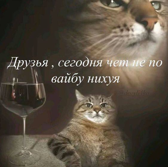 Друзья сегодня no вайбу нихуя