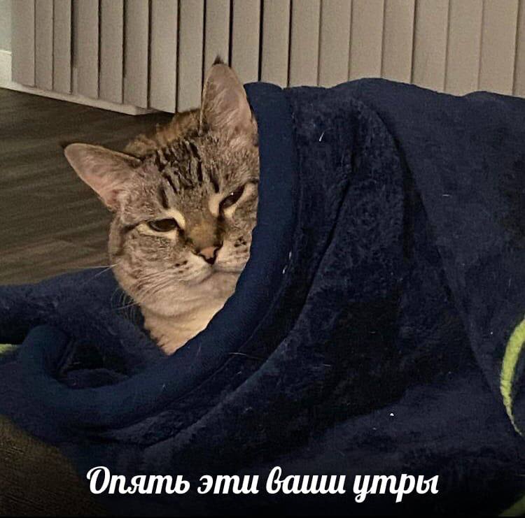 Опять эти ваиш утры