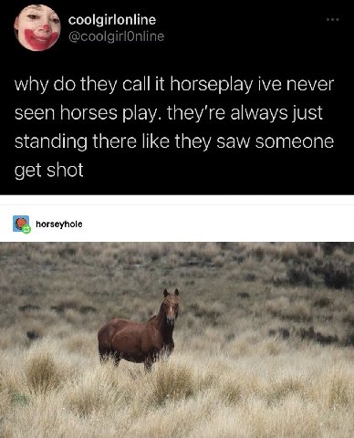 coolgirlonline @coolgirlOnline why they call it horseplay ive never seen horses play. they're always just standing there like they saw someone get shot horseyhole