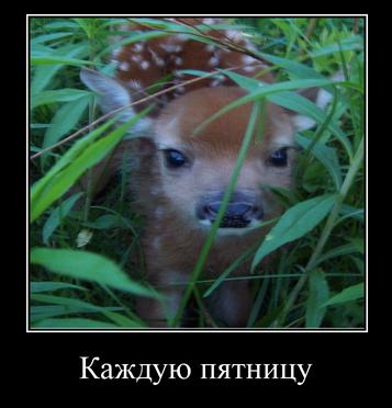 у Каждую пятницу