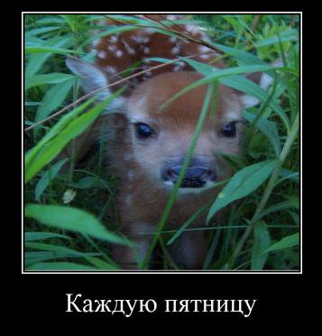 у Каждую пятницу