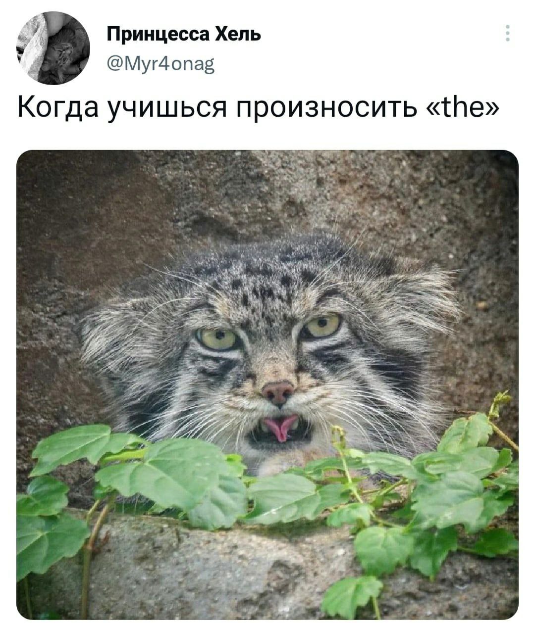 у Принцесса Хель @Myr4onag Когда учишься произносить «the» 4 4