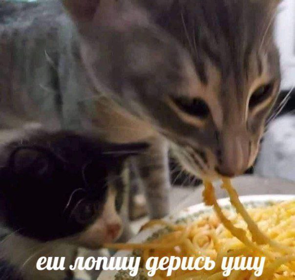 Я у. 3 лопиц) дерись