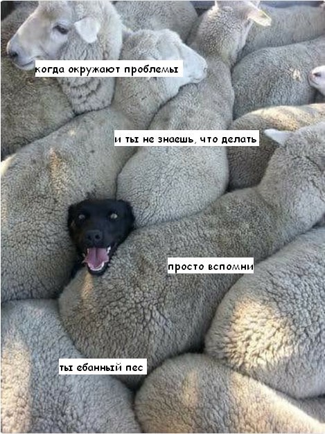 A огда окружают проблемы и Tet не знаешь, что делать просто вспомни к. i ты: ебанный пес $7;