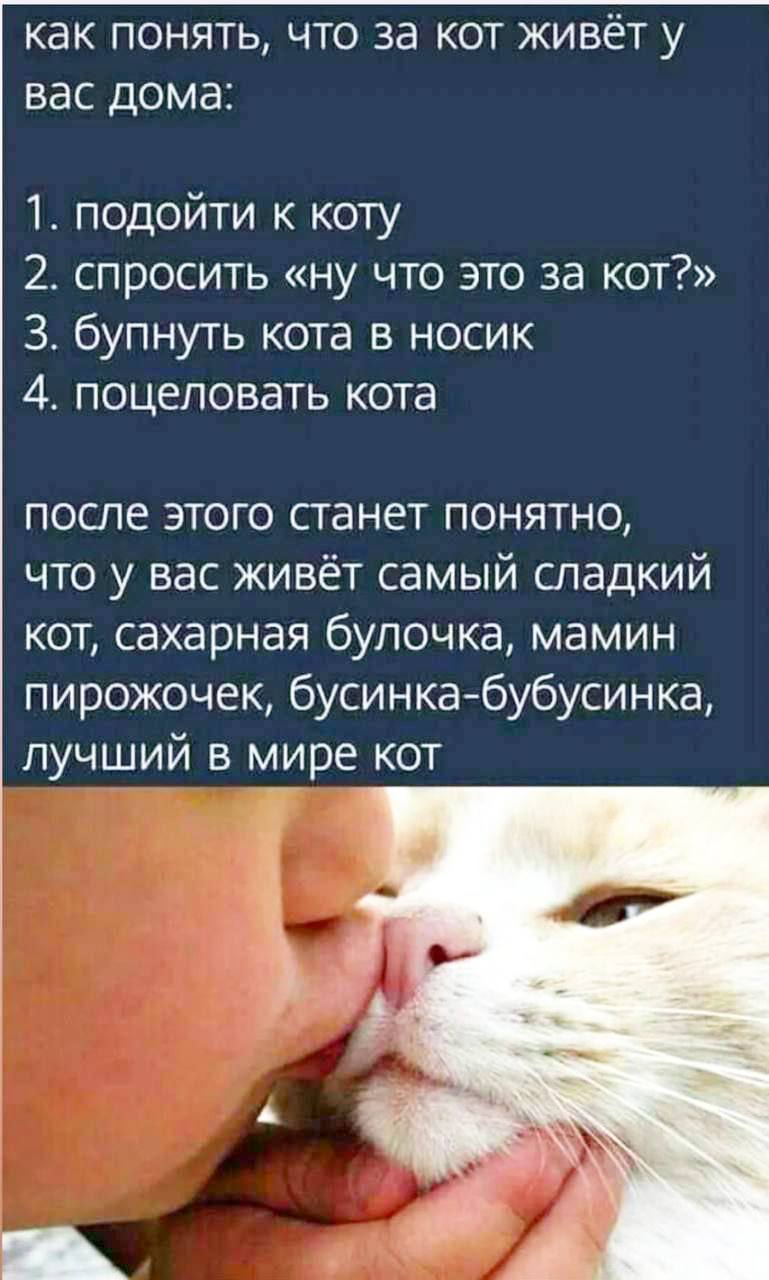 как понять, что за кот живёт у вас дома: 1. подойти к коту 2. спросить «ну что это за кот?» 3. бупнуть кота в носик 4. поцеловать кота после этого станет понятно, что у вас живёт самый сладкий кот, са