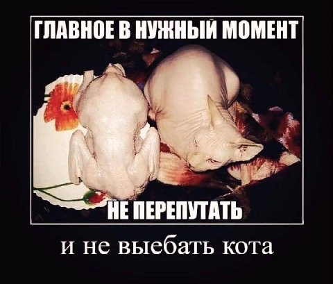 ГЛАВНОЕ В НУЖНЫЙ МОМЕНТ НЕ ПЕРЕПУТАТЬ и не выебать кота