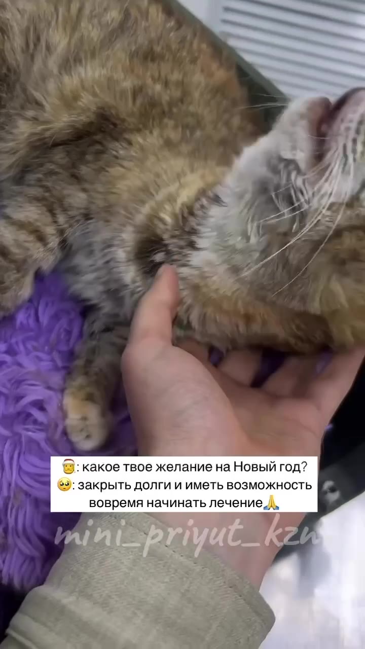 Дорогие! 
Из неприятных новостей ❤️‍🩹

142.228₽ - ДОЛГ в зоогостинице до конца года. В идеальном варианте нужно оплатить ещё и пару недель января вперед…

45.000₽ - кончились оплаченные дни у кошек, п