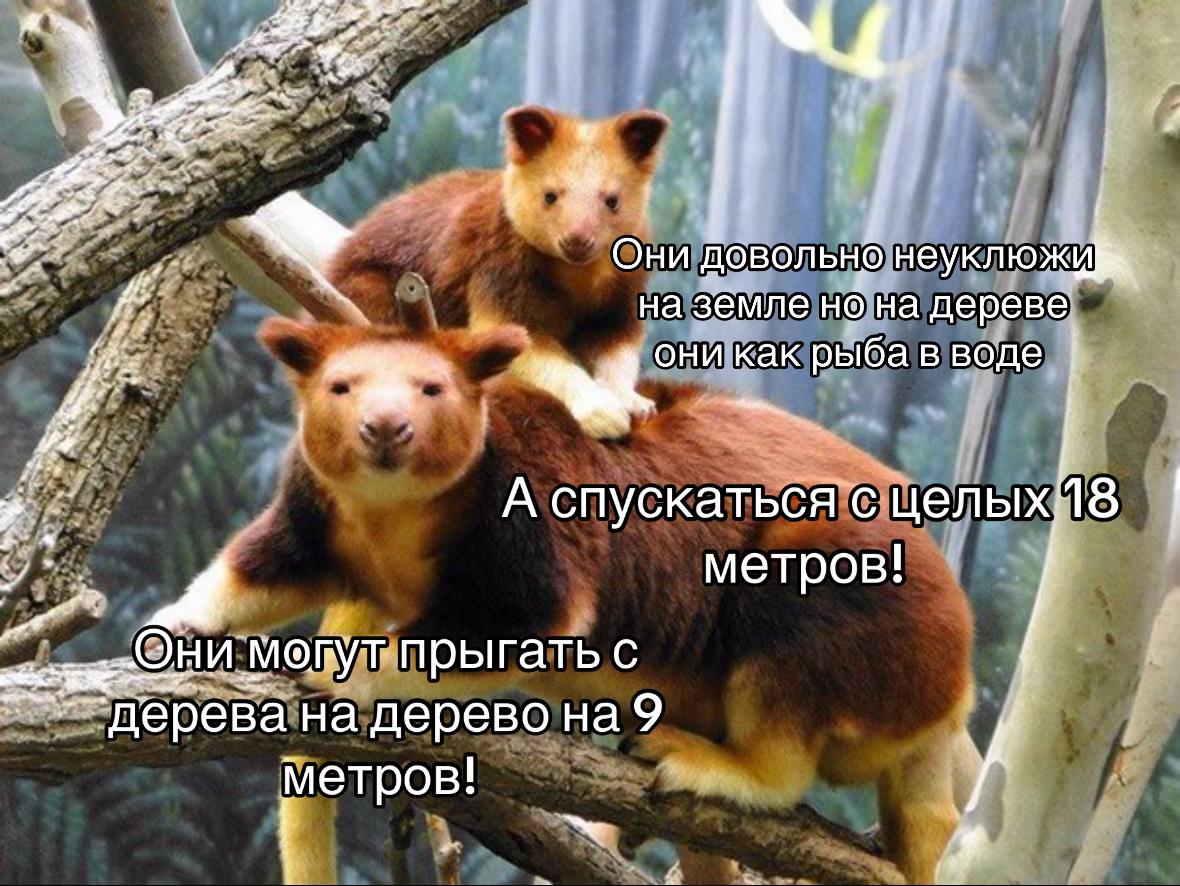 A as i Они довольно неуклюжи на земле но на дереве как рыба в воде А спускаться с метров! прыгать с “дерева на дерево на 9 метров!