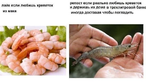 репост если реально любишь креветок лайк если любишь креветок и держишь дома в трехлитровой банке из мака иногда доставая чтобы погладить