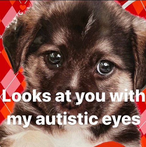 Looks at you with my autistic eyes,