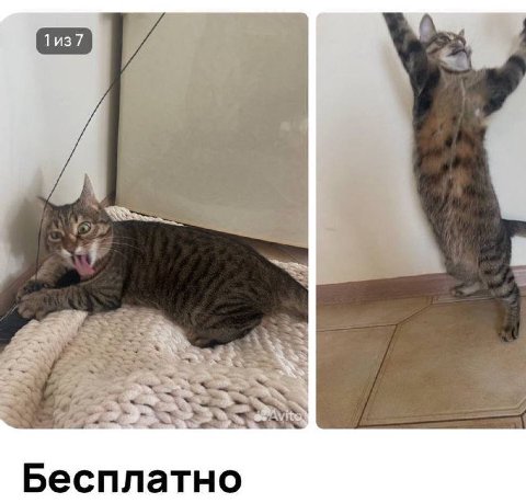 Бесплатно