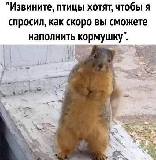 Извините, птицы хотят, чтобы я спросил, как скоро вы сможете наполнить кормушку".