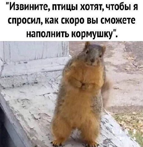 Извините, птицы хотят, чтобы я спросил, как скоро вы сможете наполнить кормушку".