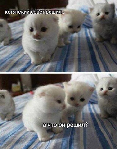 котятский совет решил.. а что решил?