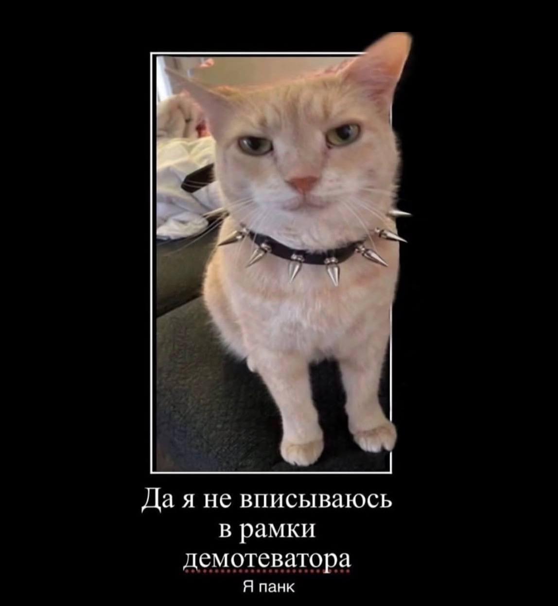 22 Дая внисываюсь в рамки демотеватора Я панк
