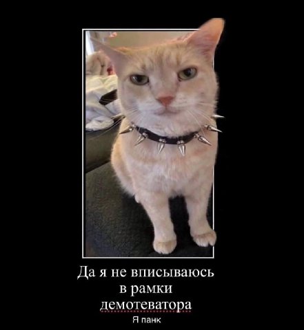 22 Дая внисываюсь в рамки демотеватора Я панк