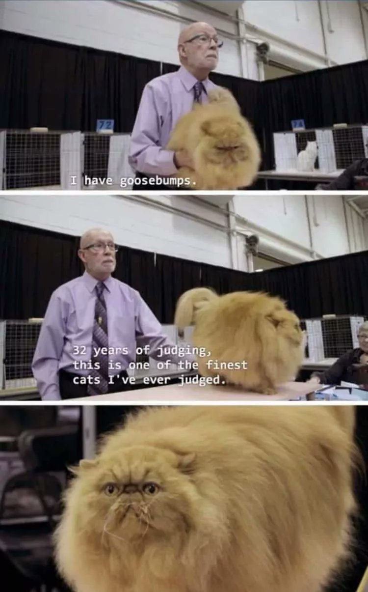 I have goosebumps. 32 years of judging, this is one of the finest cats I've ever judged.
