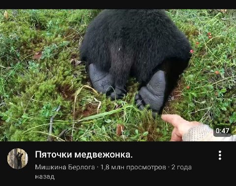4 И i] Пяточки медвежонка. Мишкина Берлога 1,8 млн просмотров 2 года назад