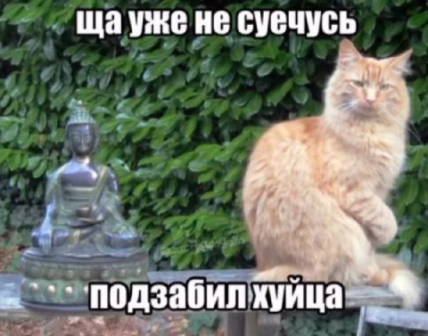 Щауже не суечусь у забил под хуица