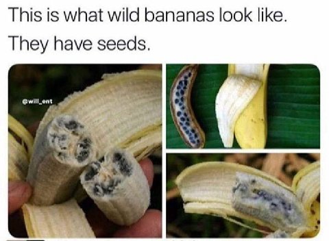 This is what wild bananas look like. They have seeds.