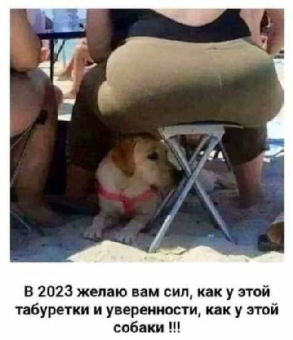 В 2023 желаю вам сил, KaK этой табуретки и уверенности, как у этой собаки